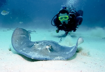The local marine life